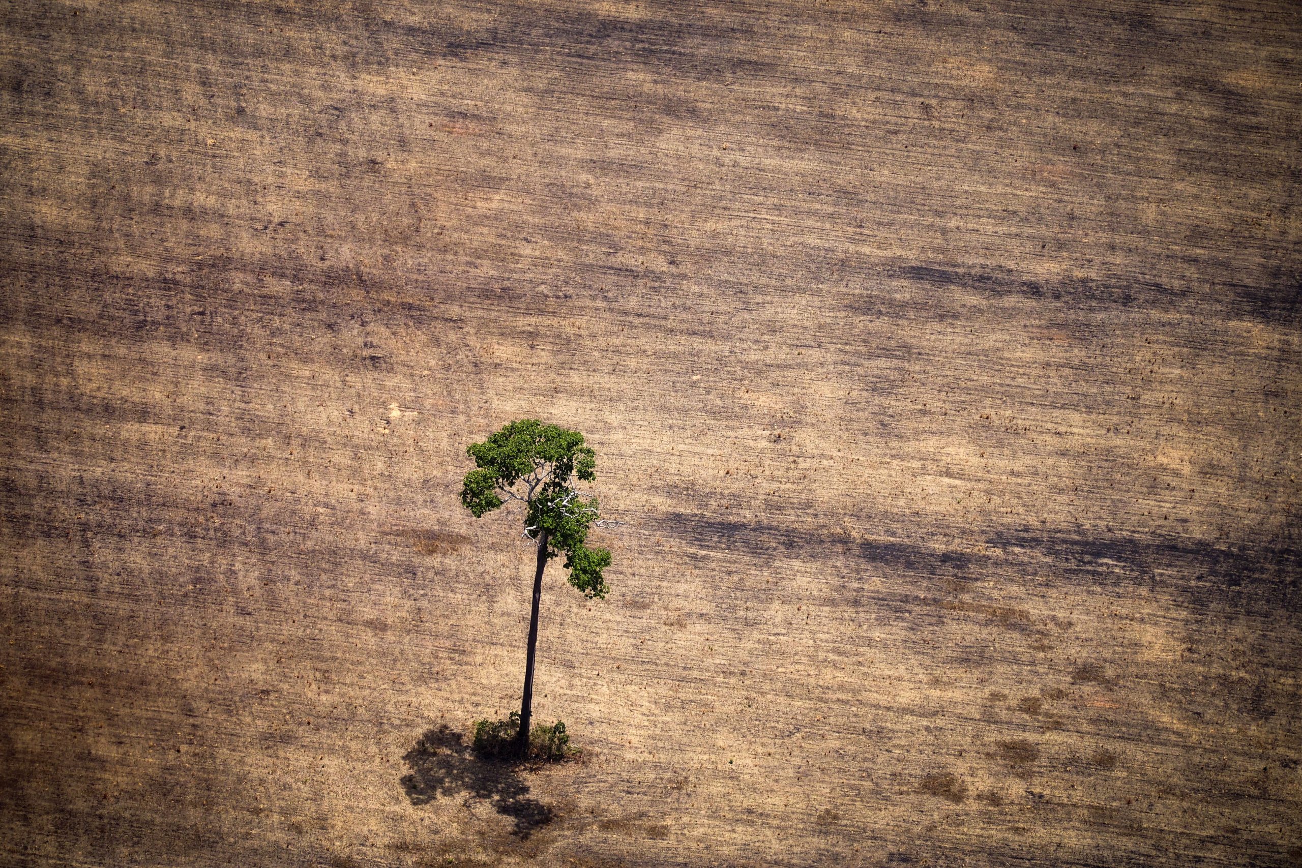 Rondônia tem alta de 42% nos alertas de desmatamento em setembro, revela Imazon