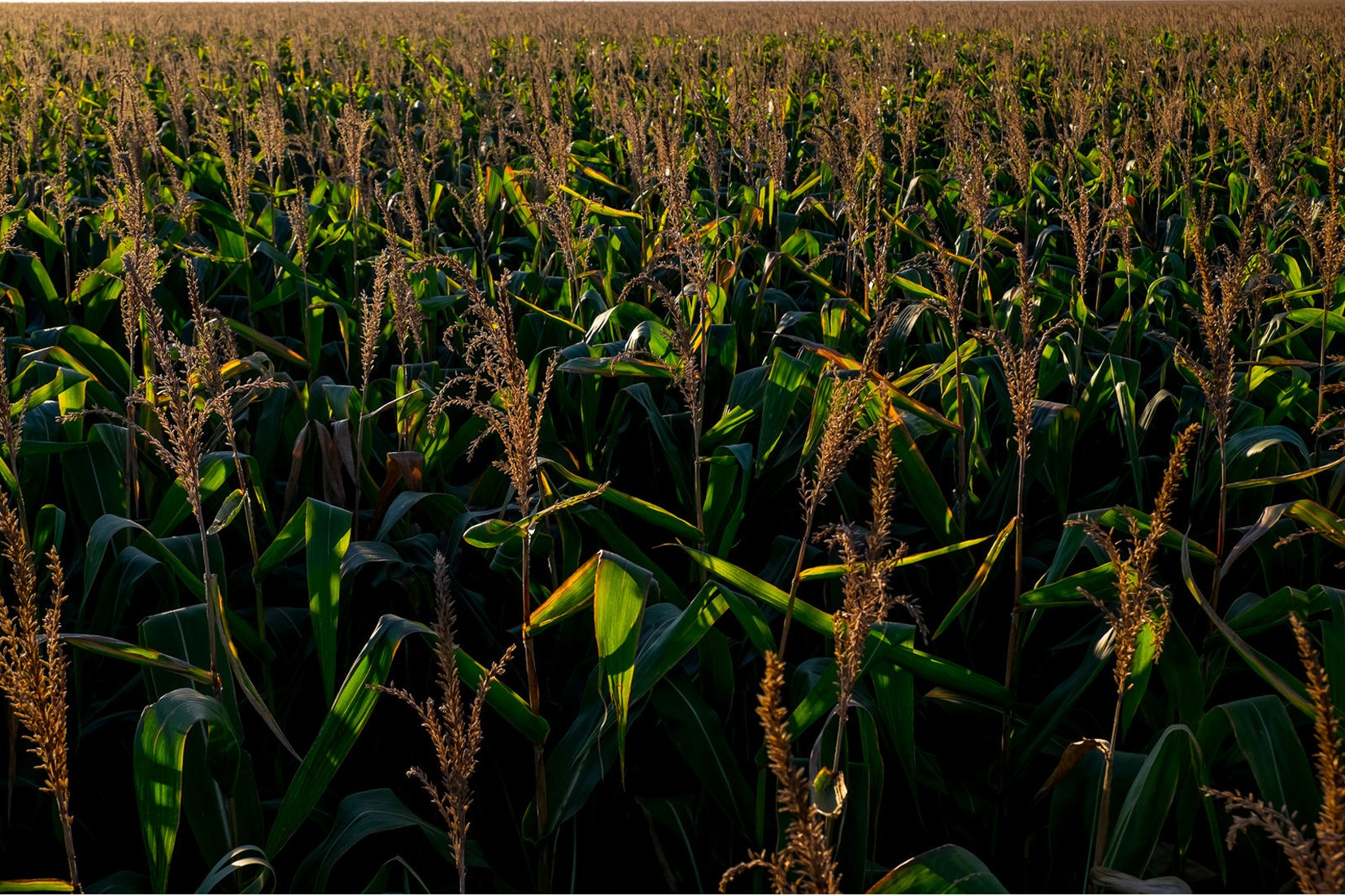 Produção global de milho será menor na safra 2020/21