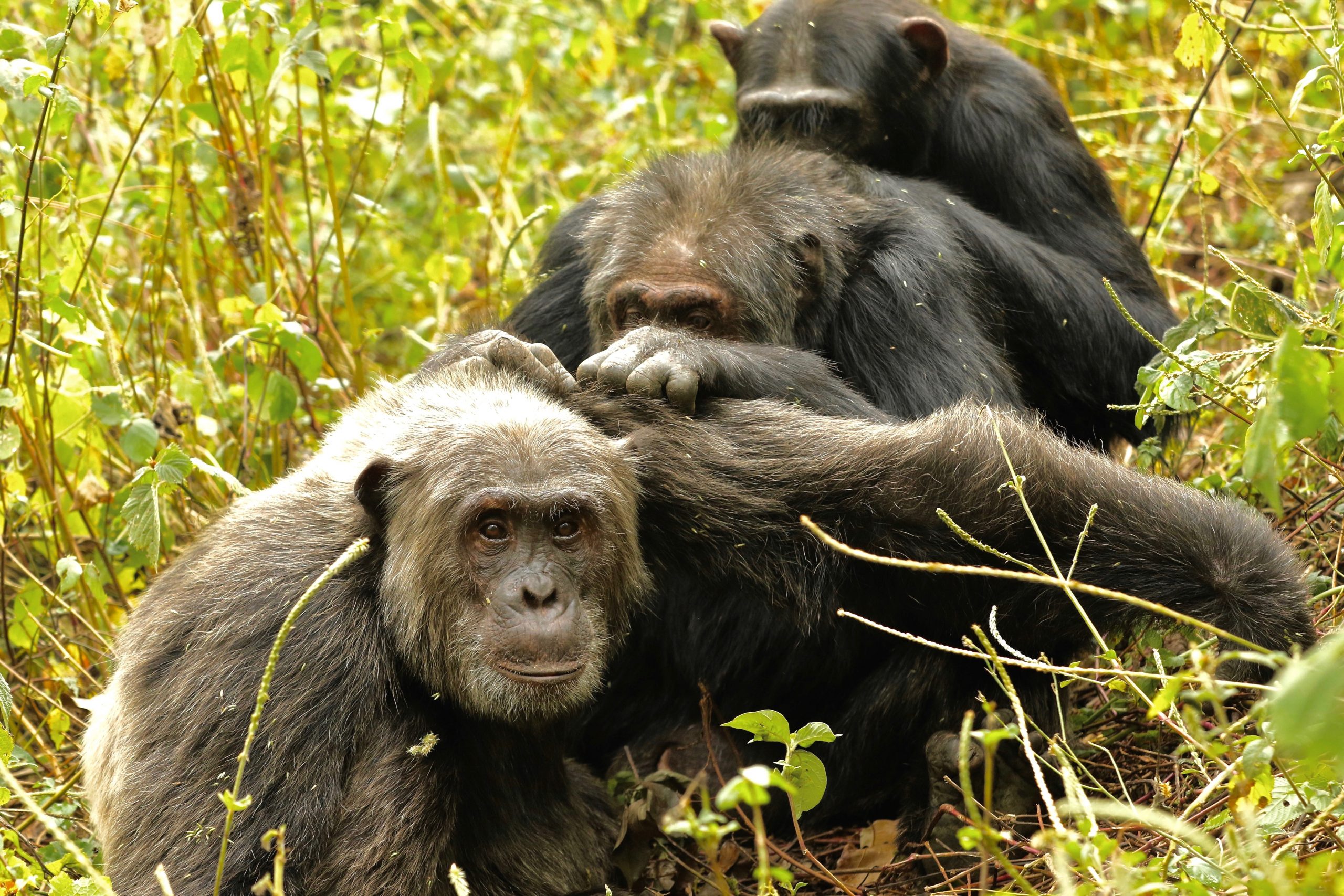 Chimpanzés ficam mais seletivos com amizades durante o envelhecimento, diz estudo