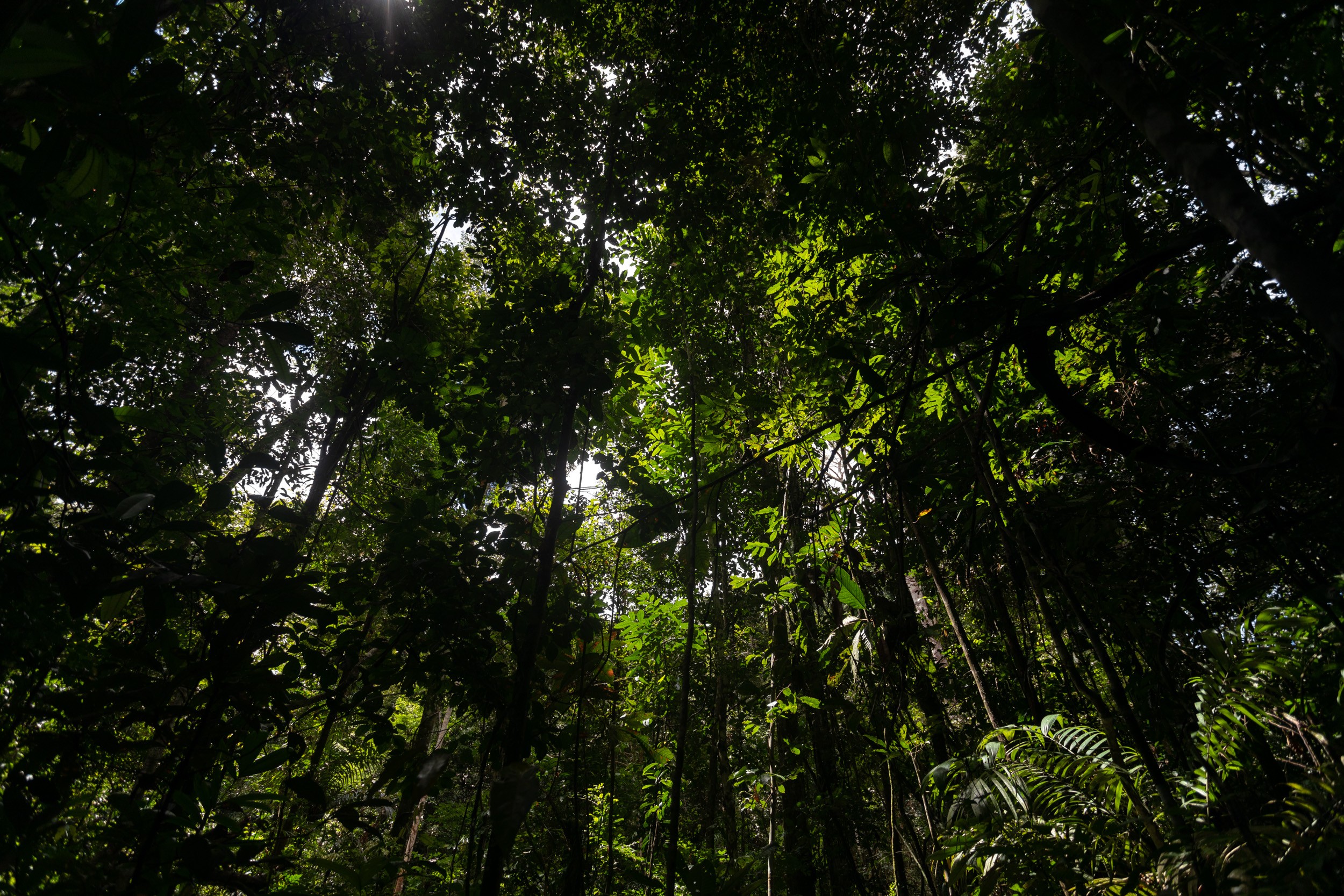 Apenas 3 de quase mil autuações aplicadas pelo Ibama por desmate na Amazônia em 2020 foram quitadas