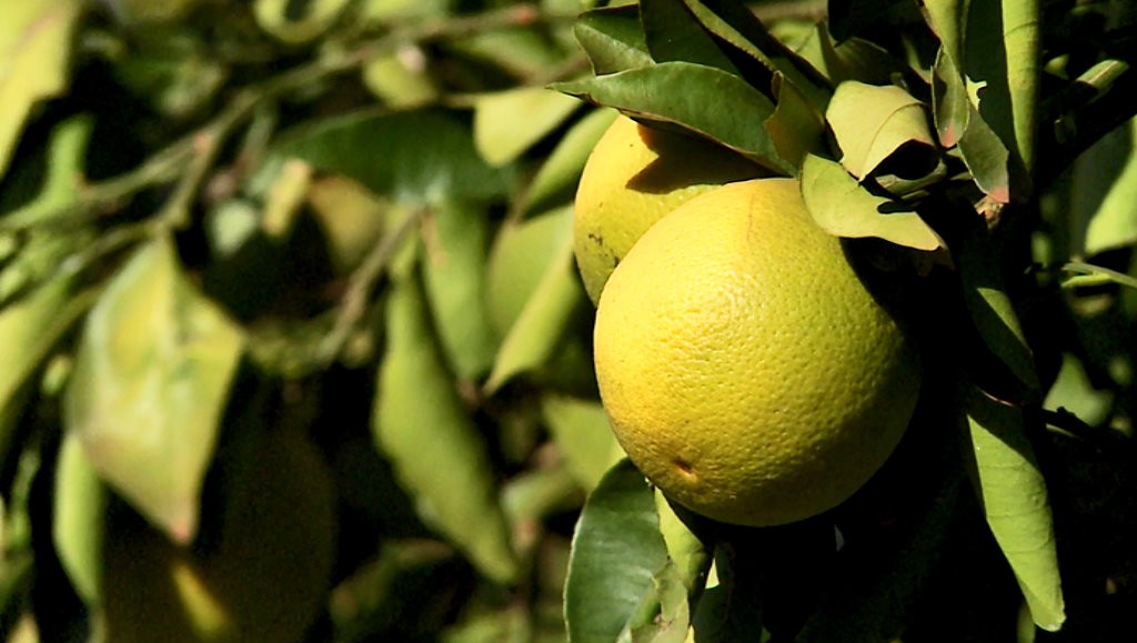 Clima acentua quebra na safra de laranja do Brasil e pode reduzir estoques