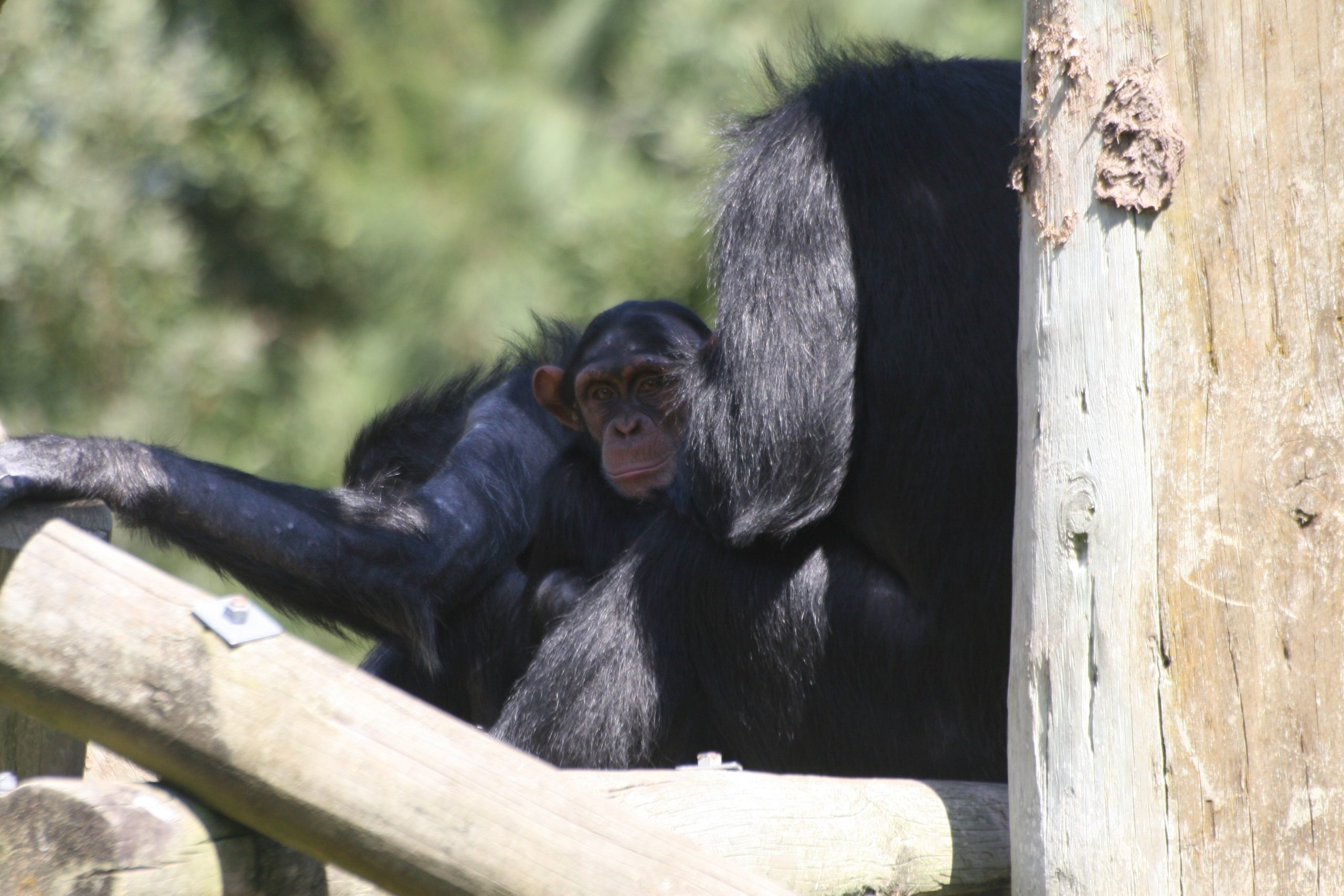 Assim como humanos, chimpanzés idosos priorizam amizades importantes, aponta estudo