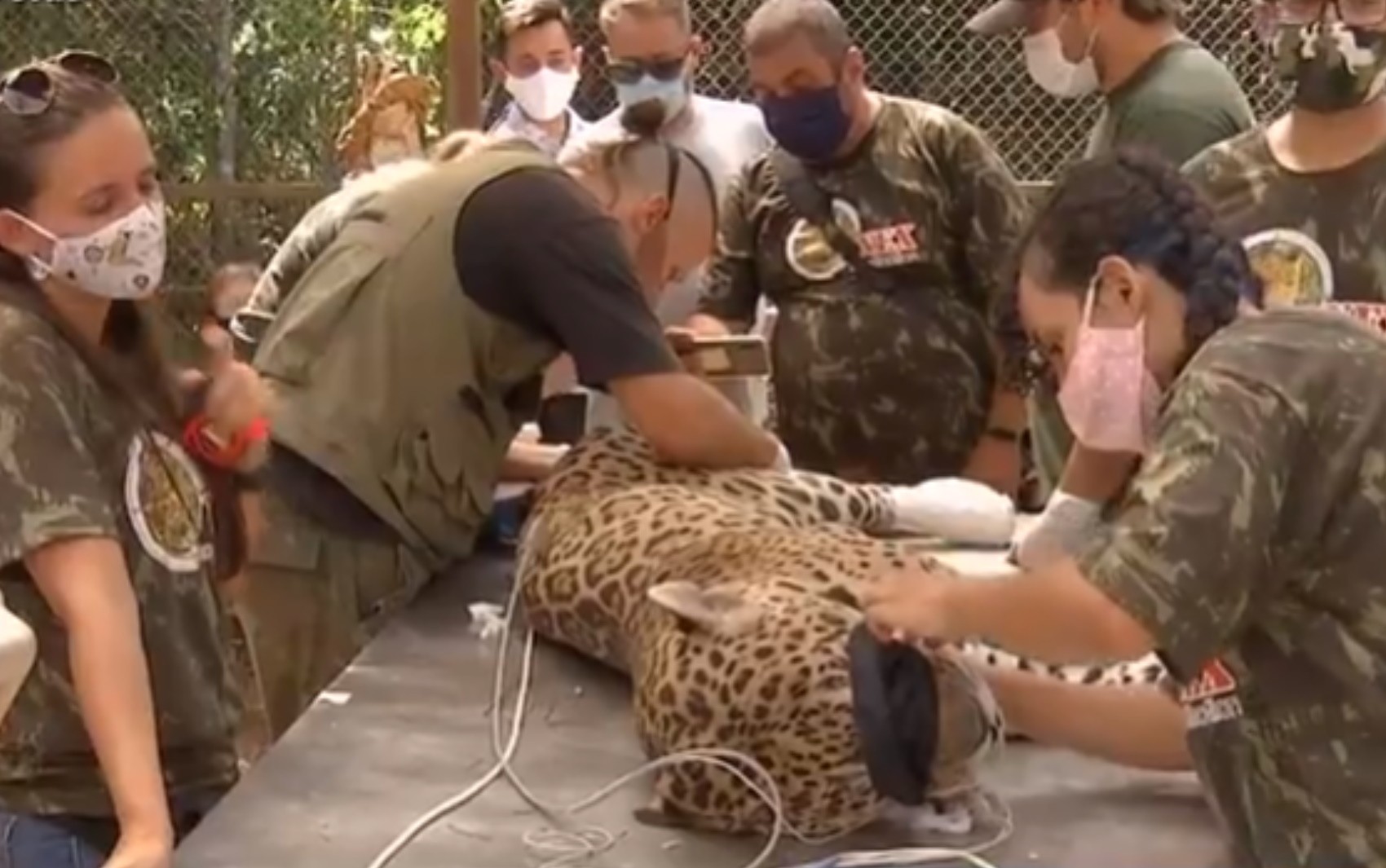 Onça-pintada que sofreu queimaduras graves no Pantanal de MT é solta após tratamento em GO; veja vídeo