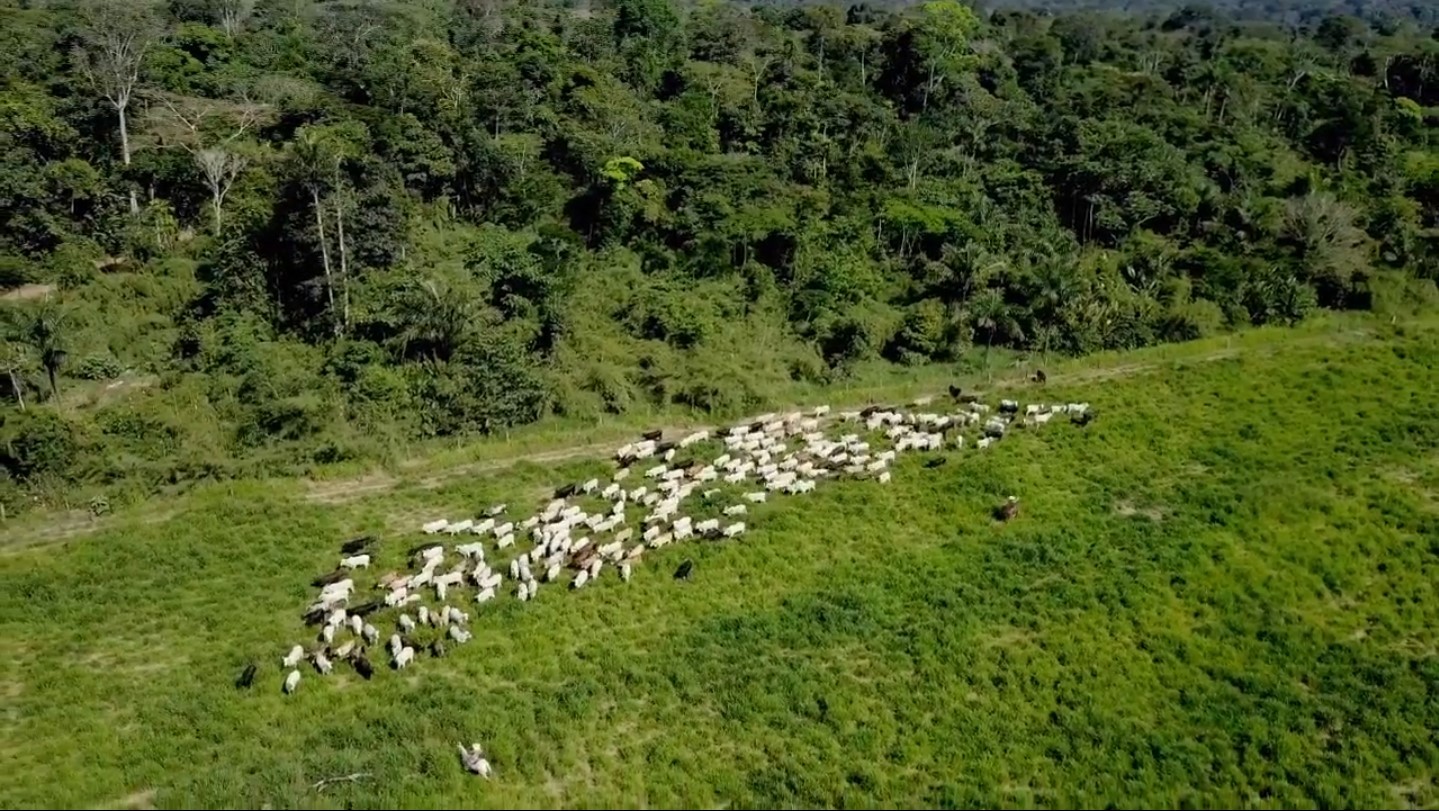 O que criadores de gado e frigoríficos fazem para evitar o desmatamento na Amazônia