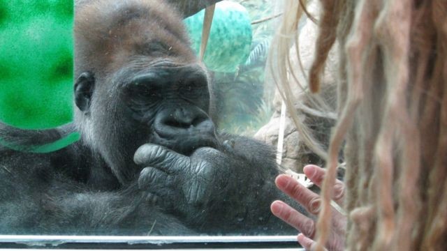 A mulher com autismo que aprendeu com os gorilas as regras do comportamento humano