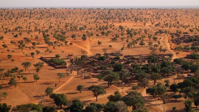 A incrível descoberta de centenas de milhões de árvores no deserto do Saara