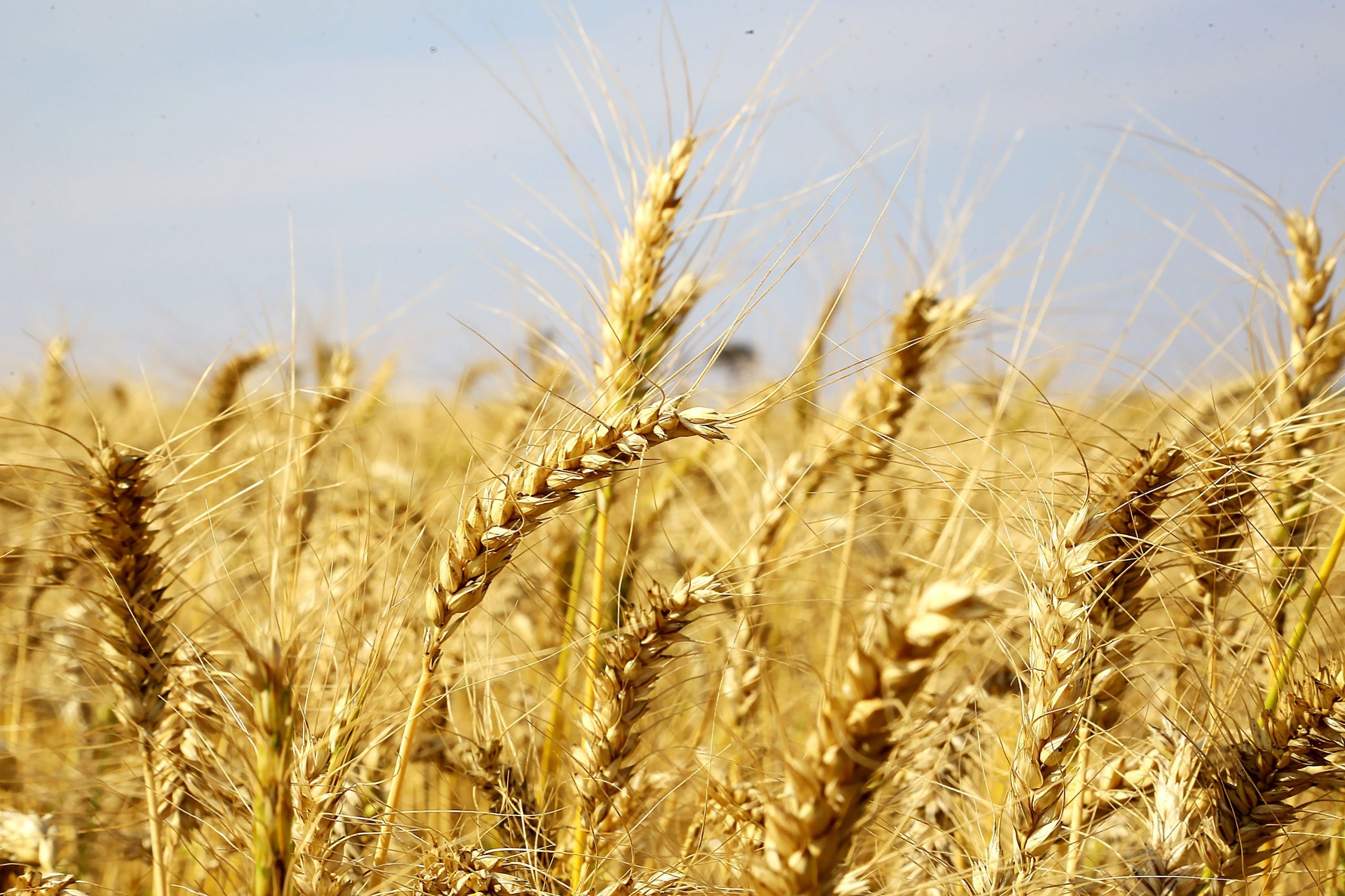 Safra de trigo no Rio Grande do Sul deve ter quebra de ao menos 30%, diz federação