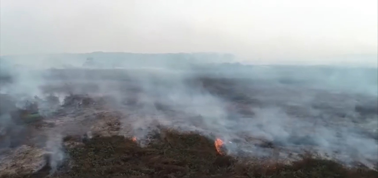 Levantamento da UFMG questiona tese do 'boi bombeiro' ao apontar que cidades com maior rebanho tiveram mais queimadas no Pantanal