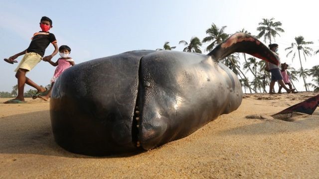 Mais de 100 baleias encalhadas em praia no Sri Lanka são salvas em operação
