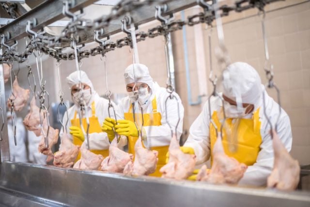 Exportações de carne de aves cresce 130% em Mato Grosso